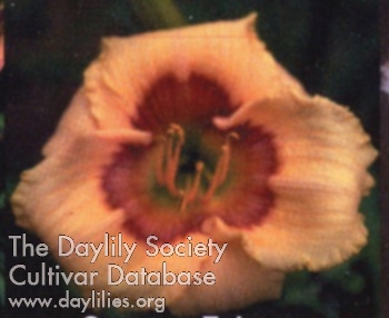 Daylily Summer Echoes